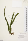 中文名:福氏石松(P010309)學名:Lycopodium fordii Bak.(P010309)