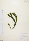 中文名:福氏石松(P011096)學名:Lycopodium fordii Bak.(P011096)
