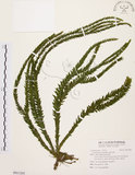 中文名:福氏石松(P011202)學名:Lycopodium fordii Bak.(P011202)