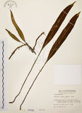 中文名:石葦(P000756)學名:Pyrrosia lingua (Thunb.) Farw.(P000756)英文名:Japanese felt fern