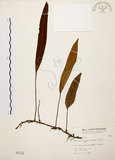 中文名:石葦(P002112)學名:Pyrrosia lingua (Thunb.) Farw.(P002112)英文名:Japanese felt fern