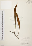 中文名:石葦(P002599)學名:Pyrrosia lingua (Thunb.) Farw.(P002599)英文名:Japanese felt fern