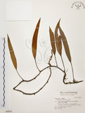 中文名:石葦(P004255)學名:Pyrrosia lingua (Thunb.) Farw.(P004255)英文名:Japanese felt fern