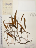 中文名:石葦(P005549)學名:Pyrrosia lingua (Thunb.) Farw.(P005549)英文名:Japanese felt fern