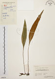 中文名:石葦(P006276)學名:Pyrrosia lingua (Thunb.) Farw.(P006276)英文名:Japanese felt fern