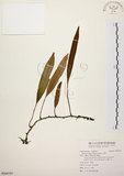 中文名:石葦(P009707)學名:Pyrrosia lingua (Thunb.) Farw.(P009707)英文名:Japanese felt fern