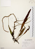 中文名:石葦(P009935)學名:Pyrrosia lingua (Thunb.) Farw.(P009935)英文名:Japanese felt fern