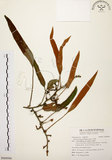 中文名:石葦(P009996)學名:Pyrrosia lingua (Thunb.) Farw.(P009996)英文名:Japanese felt fern