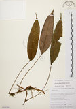 中文名:石葦(P010720)學名:Pyrrosia lingua (Thunb.) Farw.(P010720)英文名:Japanese felt fern