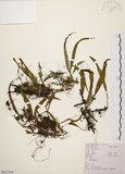 中文名:石葦(P011359)學名:Pyrrosia lingua (Thunb.) Farw.(P011359)英文名:Japanese felt fern