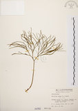 中文名:松葉蕨(P000762)學名:Psilotum nudum (L.) Beauv.(P000762)英文名:Whisk fern
