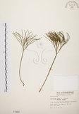 中文名:松葉蕨(P001903)學名:Psilotum nudum (L.) Beauv.(P001903)英文名:Whisk fern