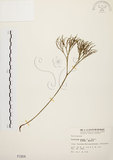 中文名:松葉蕨(P001904)學名:Psilotum nudum (L.) Beauv.(P001904)英文名:Whisk fern