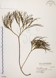 中文名:松葉蕨(P003994)學名:Psilotum nudum (L.) Beauv.(P003994)英文名:Whisk fern