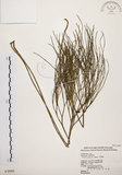 中文名:松葉蕨(P003995)學名:Psilotum nudum (L.) Beauv.(P003995)英文名:Whisk fern