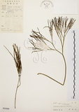 中文名:松葉蕨(P005009)學名:Psilotum nudum (L.) Beauv.(P005009)英文名:Whisk fern