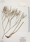 中文名:松葉蕨(P005597)學名:Psilotum nudum (L.) Beauv.(P005597)英文名:Whisk fern