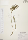 中文名:松葉蕨(P009961)學名:Psilotum nudum (L.) Beauv.(P009961)英文名:Whisk fern