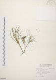 中文名:松葉蕨(P010295)學名:Psilotum nudum (L.) Beauv.(P010295)英文名:Whisk fern