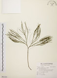 中文名:松葉蕨(P011221)學名:Psilotum nudum (L.) Beauv.(P011221)英文名:Whisk fern