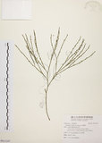 中文名:松葉蕨(P011247)學名:Psilotum nudum (L.) Beauv.(P011247)英文名:Whisk fern