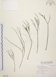 中文名:松葉蕨(P011568)學名:Psilotum nudum (L.) Beauv.(P011568)英文名:Whisk fern