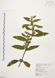 中文名:大安水蓑衣(S043116)學名:Hygrophila pogonocalyx Hayata(S043116)