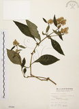 中文名:臺灣鱗球花(S005088)學名:Lepidagathis formosensis Clarke ex Hayata(S005088)