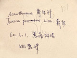 中文名:臺灣鱗球花(S075997)學名:Lepidagathis formosensis Clarke ex Hayata(S075997)