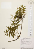 中文名:黃連木 (S013781)學名:Pistacia chinensis Bunge(S013781)中文別名:爛心木英文名:Chinese pistache