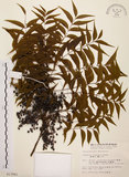 中文名:黃連木 (S013941)學名:Pistacia chinensis Bunge(S013941)中文別名:爛心木英文名:Chinese pistache