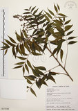 中文名:黃連木 (S017549)學名:Pistacia chinensis Bunge(S017549)中文別名:爛心木英文名:Chinese pistache