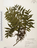 中文名:黃連木 (S050781)學名:Pistacia chinensis Bunge(S050781)中文別名:爛心木英文名:Chinese pistache