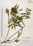 中文名:黃連木 (S072788)學名:Pistacia chinensis Bunge(S072788)中文別名:爛心木英文名:Chinese pistache