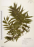 中文名:黃連木 (S091561)學名:Pistacia chinensis Bunge(S091561)中文別名:爛心木英文名:Chinese pistache