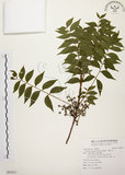 中文名:黃連木 (S093031)學名:Pistacia chinensis Bunge(S093031)中文別名:爛心木英文名:Chinese pistache