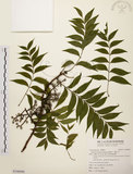 中文名:黃連木 (S106990)學名:Pistacia chinensis Bunge(S106990)中文別名:爛心木英文名:Chinese pistache