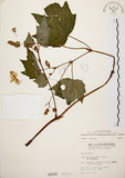 中文名:裂葉秋海棠(S000046)學名:Begonia palmata D. Don(S000046)