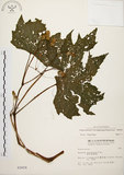 中文名:裂葉秋海棠(S002654)學名:Begonia palmata D. Don(S002654)