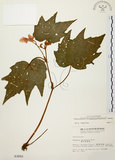 中文名:裂葉秋海棠(S003002)學名:Begonia palmata D. Don(S003002)