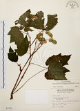 中文名:裂葉秋海棠(S003763)學名:Begonia palmata D. Don(S003763)