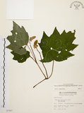 中文名:裂葉秋海棠(S007087)學名:Begonia palmata D. Don(S007087)