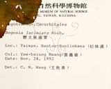 中文名:裂葉秋海棠(S009388)學名:Begonia palmata D. Don(S009388)