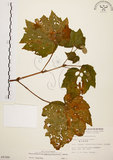 中文名:裂葉秋海棠(S009388)學名:Begonia palmata D. Don(S009388)