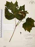 中文名:裂葉秋海棠(S009496)學名:Begonia palmata D. Don(S009496)