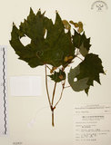中文名:裂葉秋海棠(S012937)學名:Begonia palmata D. Don(S012937)