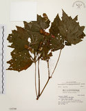 中文名:裂葉秋海棠(S016748)學名:Begonia palmata D. Don(S016748)