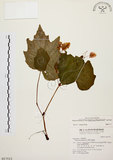 中文名:裂葉秋海棠(S017013)學名:Begonia palmata D. Don(S017013)