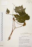 中文名:裂葉秋海棠(S017505)學名:Begonia palmata D. Don(S017505)