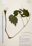 中文名:裂葉秋海棠(S017512)學名:Begonia palmata D. Don(S017512)